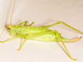 Southern Oak Bush-cricket